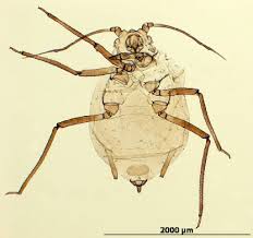 Attēlu rezultāti vaicājumam “Rhopalosiphum oxyacanthae”