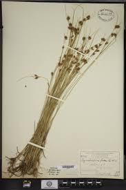 Attēlu rezultāti vaicājumam “Rhynchospora fusca”