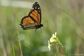 Image result for Essex Stragglers