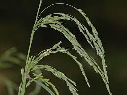 Attēlu rezultāti vaicājumam “Cinna latifolia leaf”