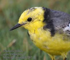 Attēlu rezultāti vaicājumam “Motacilla citreola”