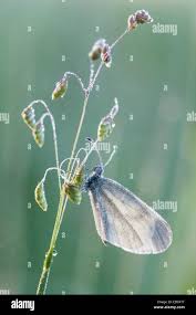Attēlu rezultāti vaicājumam “Leptidea sinapis underside”