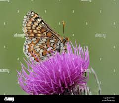 Attēlu rezultāti vaicājumam “Euphydrias aurinia underside”