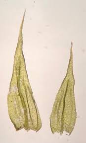 Attēlu rezultāti vaicājumam “Brachytheciastrum velutinum”