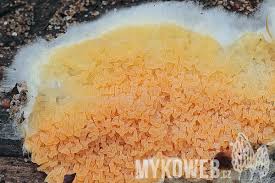 Attēlu rezultāti vaicājumam “Leucogyrophana mollusca”