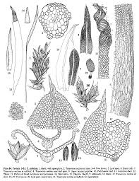 Attēlu rezultāti vaicājumam “Tortula lingulata macro”