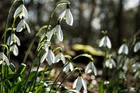 Attēlu rezultāti vaicājumam “Galanthus nivalis fruit”