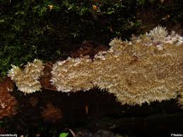 Attēlu rezultāti vaicājumam “Phlebia centrifuga”