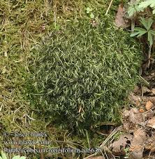 Attēlu rezultāti vaicājumam “Paraleucobryum longifolium”