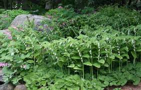 Attēlu rezultāti vaicājumam “Polygonatum odoratum bud”