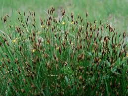 Attēlu rezultāti vaicājumam “Schoenus ferrugineus flower”