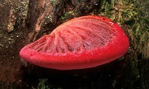 Attēlu rezultāti vaicājumam “Fistulina hepatica”