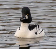 Attēlu rezultāti vaicājumam “Bucephala clangula juvenile”