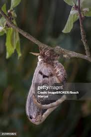 Attēlu rezultāti vaicājumam “Saturnia pavonia cocoon”