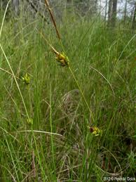 Attēlu rezultāti vaicājumam “Carex lasiocarpa male flower”