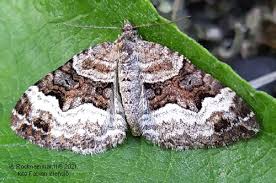 Attēlu rezultāti vaicājumam “Xanthorhoe biriviata”