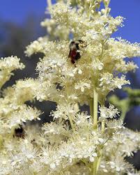 Image result for Filipendula vulgaris
