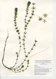 Attēlu rezultāti vaicājumam “Hydrilla verticillata”