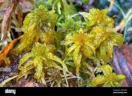 Attēlu rezultāti vaicājumam “Sphagnum inundatum”