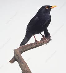 Attēlu rezultāti vaicājumam “Turdus merula”