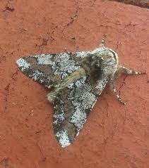 Attēlu rezultāti vaicājumam “Biston strataria”