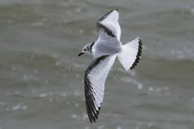 Attēlu rezultāti vaicājumam “Rissa tridactyla”