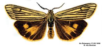 Attēlu rezultāti vaicājumam “Spiris striata”