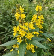 Attēlu rezultāti vaicājumam “Lysimachia vulgaris”