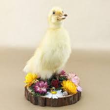 Attēlu rezultāti vaicājumam “Anas platyrhynchos juvenile”