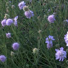 Image result for Scabiosa canescens