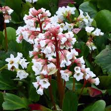 Image result for Bergenie