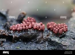 Attēlu rezultāti vaicājumam “Arcyria affinis spores”