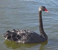 Attēlu rezultāti vaicājumam “Cygnus atratus”