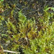 Attēlu rezultāti vaicājumam “Campylium protensum”