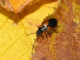 Attēlu rezultāti vaicājumam “Anchomenus dorsalis”