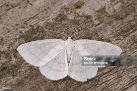 Attēlu rezultāti vaicājumam “Cabera pusaria”