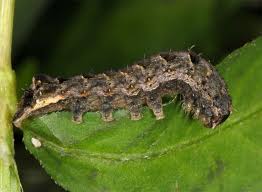 Attēlu rezultāti vaicājumam “Axylia putris”