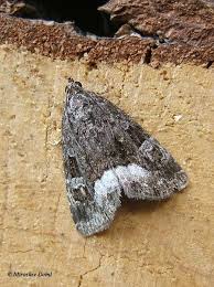 Attēlu rezultāti vaicājumam “Protodeltote pygarga”