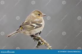 Attēlu rezultāti vaicājumam “Fringilla coelebs female”
