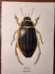 Attēlu rezultāti vaicājumam “Dytiscus marginalis”