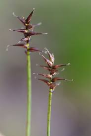 Attēlu rezultāti vaicājumam “Carex davalliana”