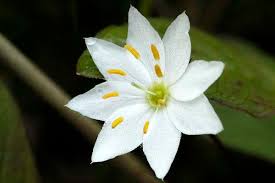 Attēlu rezultāti vaicājumam “Trientalis europaea bud”