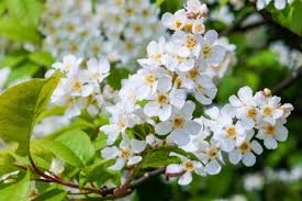 Attēlu rezultāti vaicājumam “Padus avium”