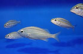 Image result for Haemulon aurolineatum