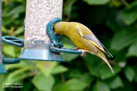 Attēlu rezultāti vaicājumam “Chloris chloris male”