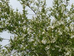Attēlu rezultāti vaicājumam “Exochorda giraldii var. wilsonii”