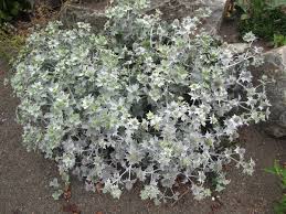 Attēlu rezultāti vaicājumam “Eryngium maritimum bud”