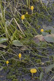 Attēlu rezultāti vaicājumam “Mitrula paludosa”