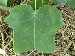 Attēlu rezultāti vaicājumam “Liriodendron tulipifera leaf”