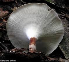 Attēlu rezultāti vaicājumam “Polyporus melanopus”